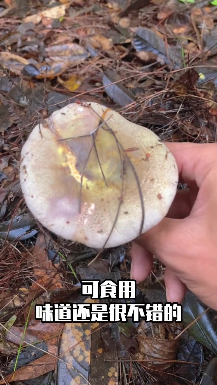 颜色多变的美味野生菌:蓝黄红菇 萌知计划 科普 蘑菇科普 野生菌 采蘑菇