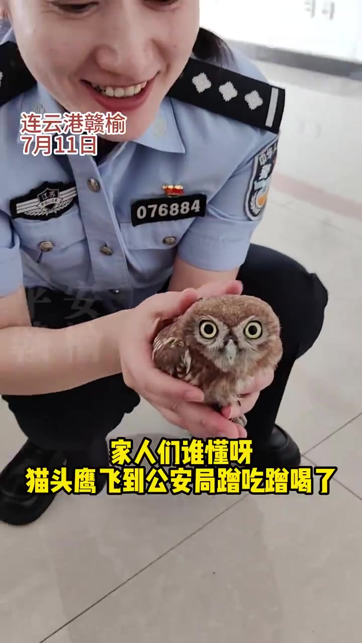 「猫头鹰蹭吃蹭喝后被安排反诈宣传」7月11日,江苏连云港,一只猫头鹰飞进 蹭吃蹭喝,民警表