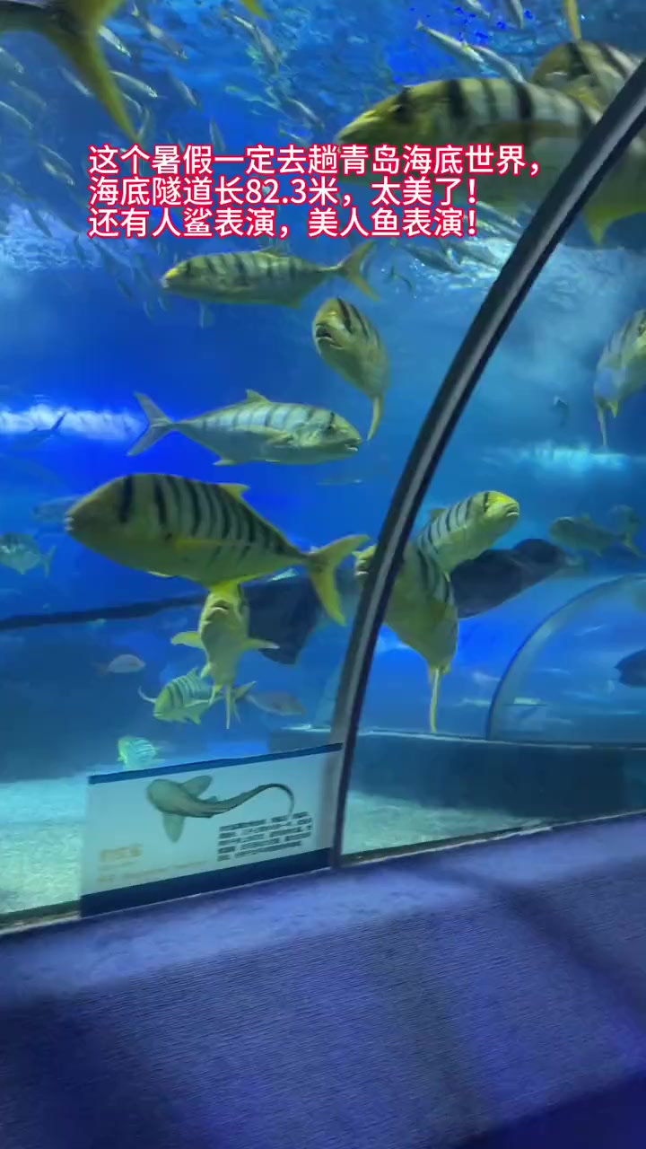 这个暑假一定去趟青岛海底世界,海底隧道太美了!还有人鲨表演,美人鱼表演!青岛旅游攻略 青岛