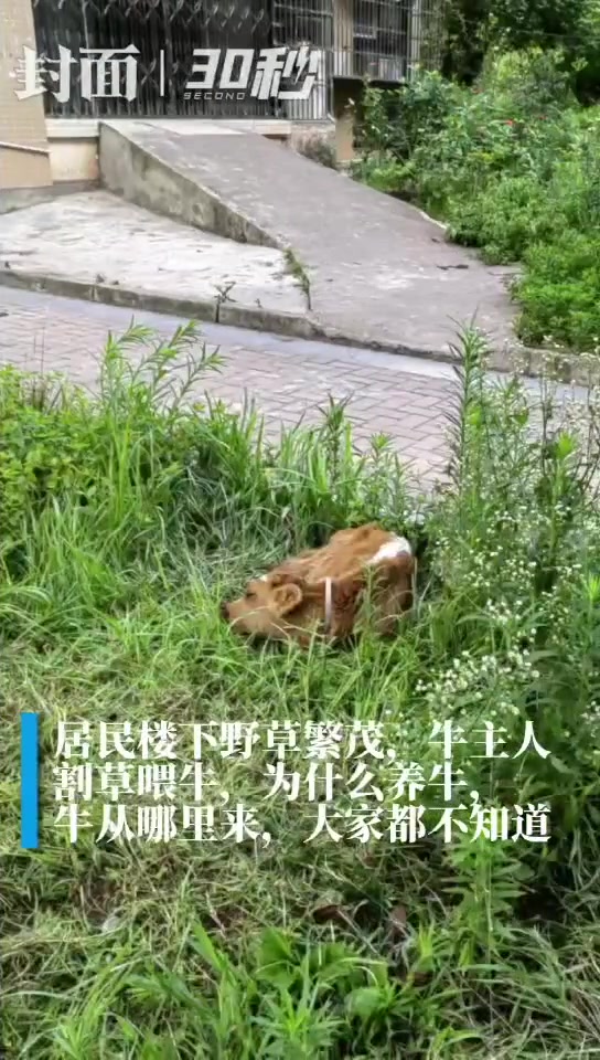 5楼住户养了7头牛 现场探访:保安24小时值守,不让牛儿进小区