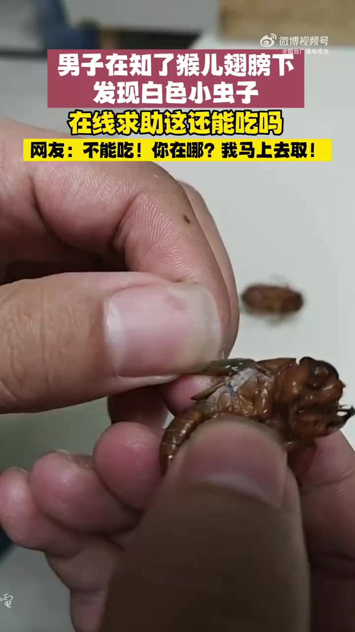 「男子在知了猴翅膀下发现白色小虫子」7月16日,山东烟台。男子在知了猴翅膀下发现白色虫子,