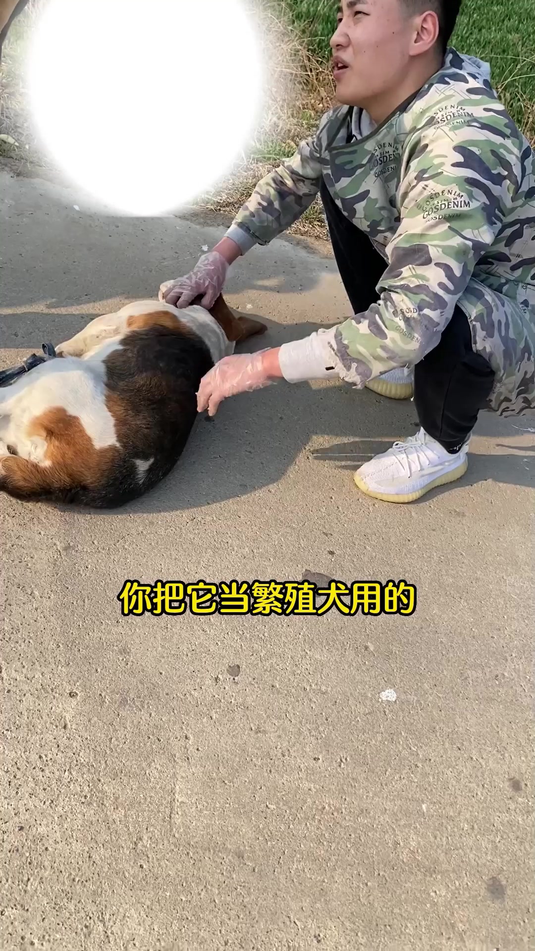 失去价值的残疾繁殖犬,被主人倒挂车座上卖狗肉馆,太可怜了