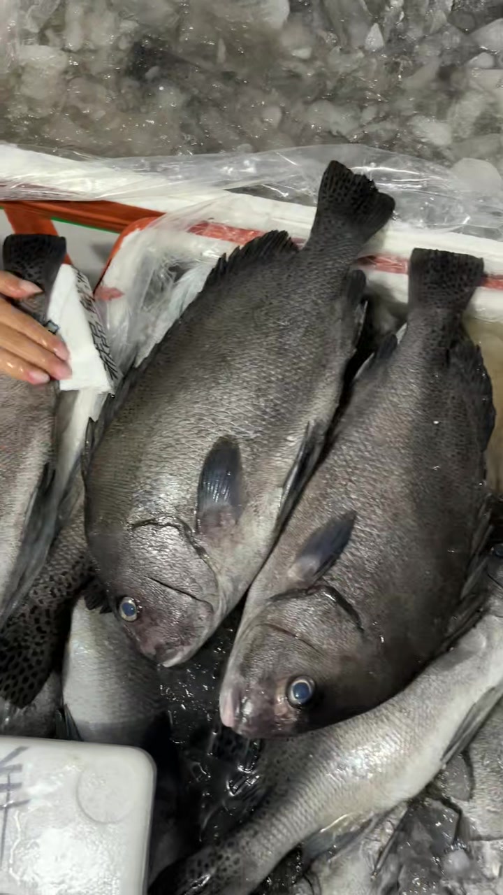 海底鸡也叫花尾胡椒鲷