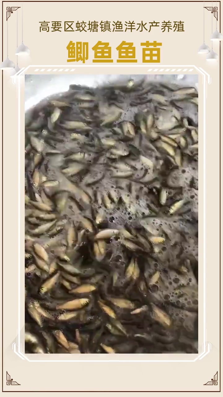 鲫鱼苗养殖 鲫鱼苗价格#鲫鱼苗 #广西鲫鱼苗 #湖南鲫鱼苗