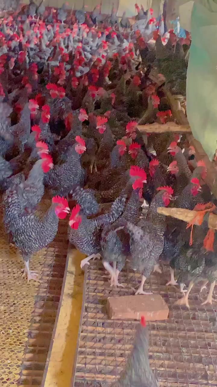 芦花鸡好饲养耐粗食适应强绿壳蛋产蛋王