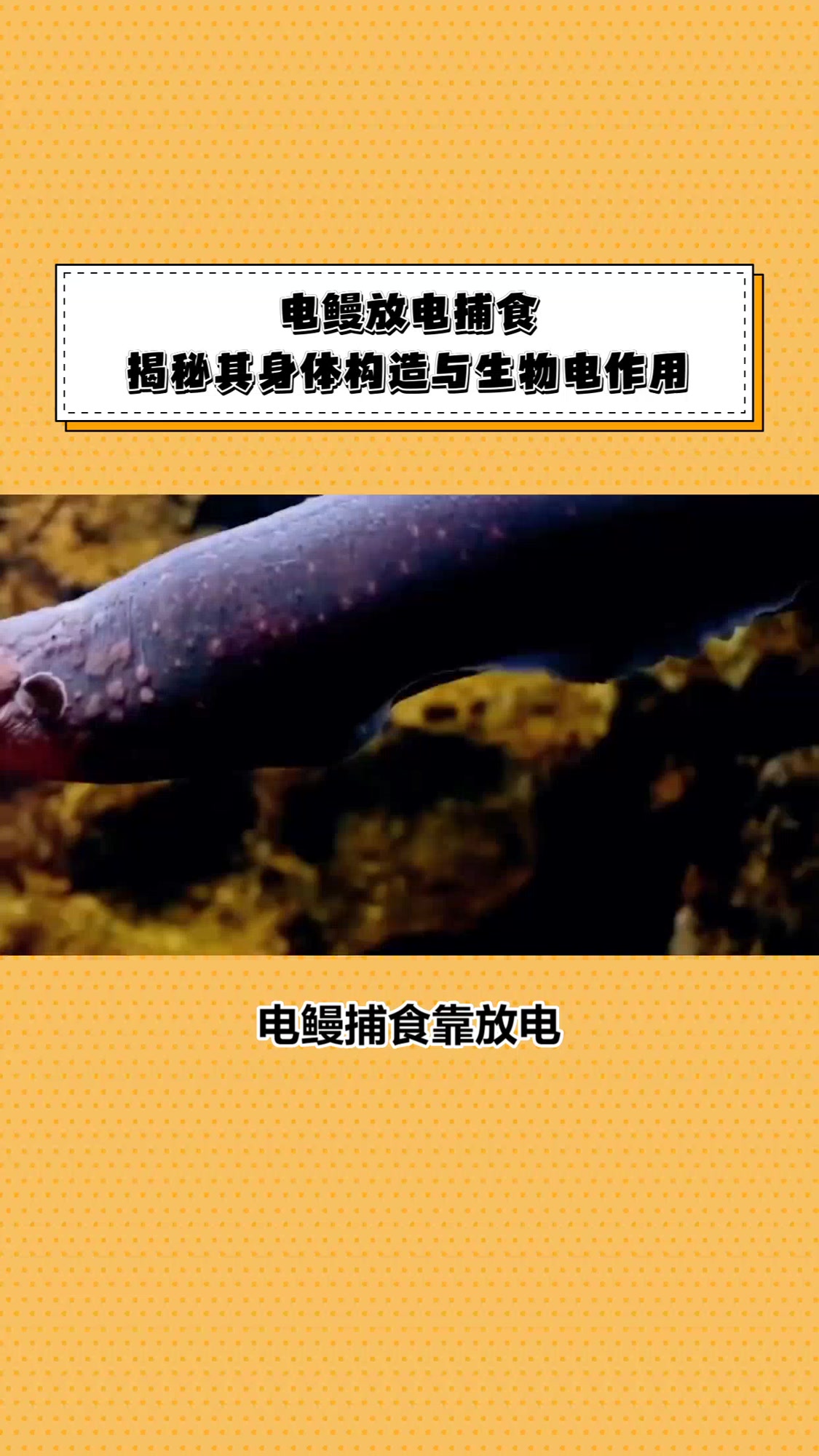 电鳗捕食靠放电,怎么做到的?