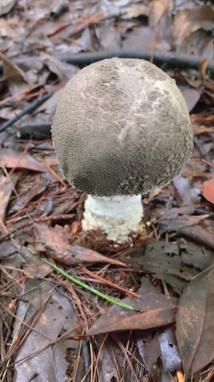 头上长草的剧毒野生菌:灰絮鳞鹅膏 萌知计划 科普 毒蘑菇 野生菌 采蘑菇