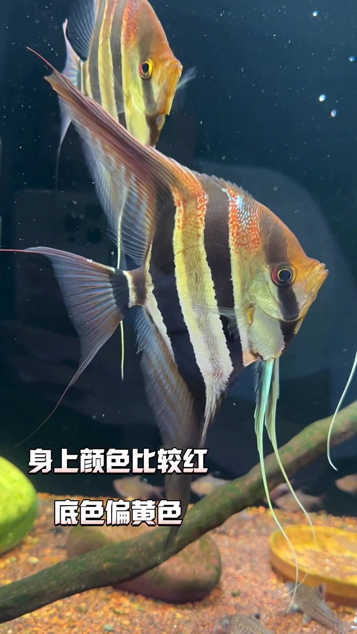 教你们如何区分阿塔和圣菲 埃及神仙鱼 南美缸 观赏鱼 热门