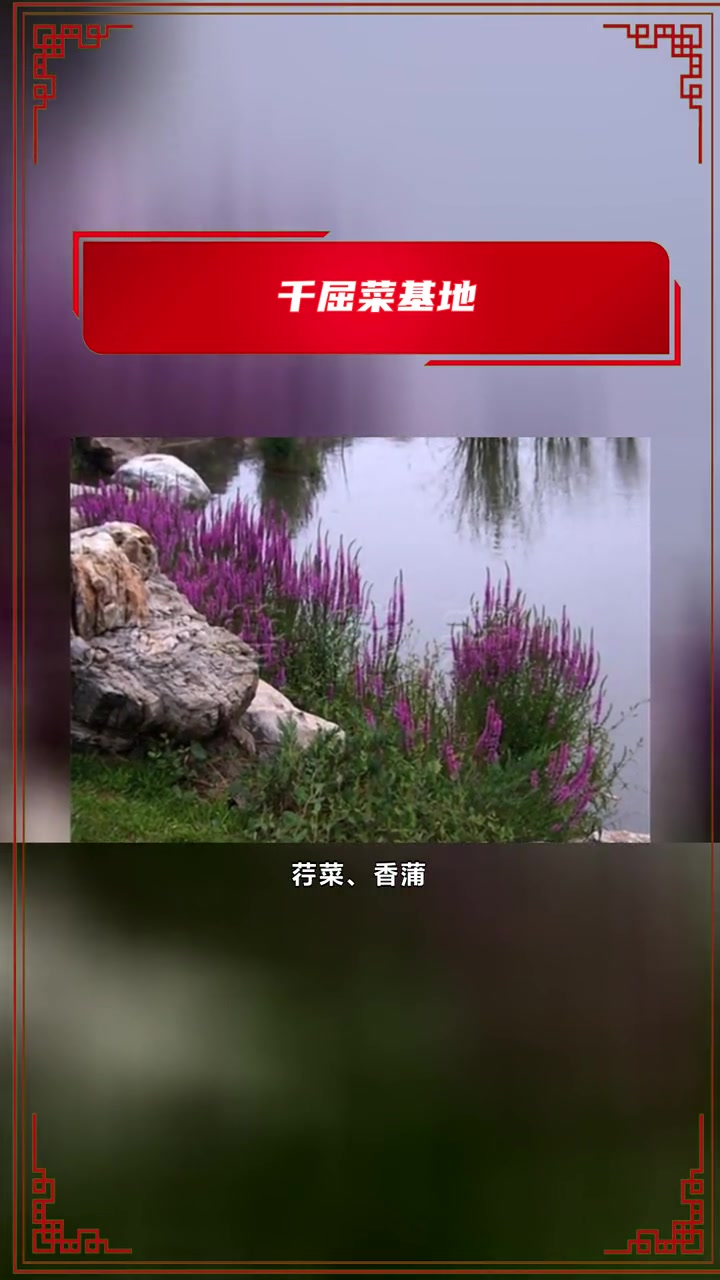 千屈菜基地 千屈菜基地