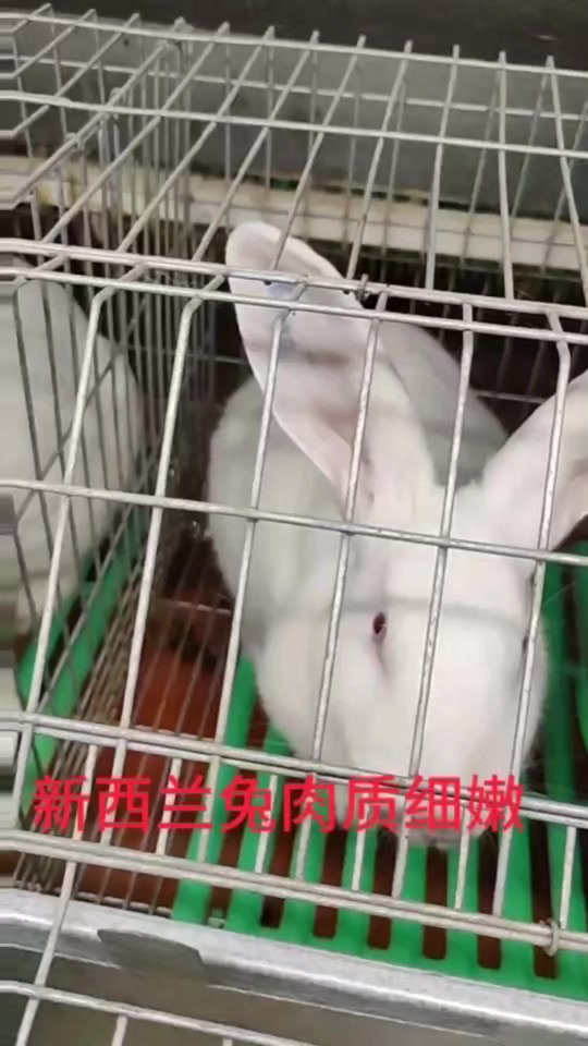 肉兔养殖与管理这是什么品种兔子