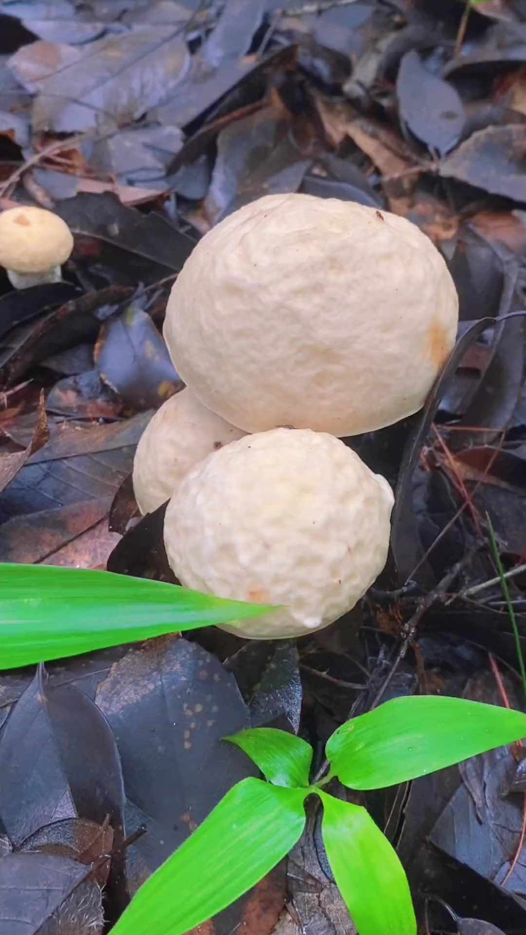 穿渔网袜的美味野生蘑菇:东方白牛肝菌 萌知计划 科普 野生菌 采蘑菇 捡菌子