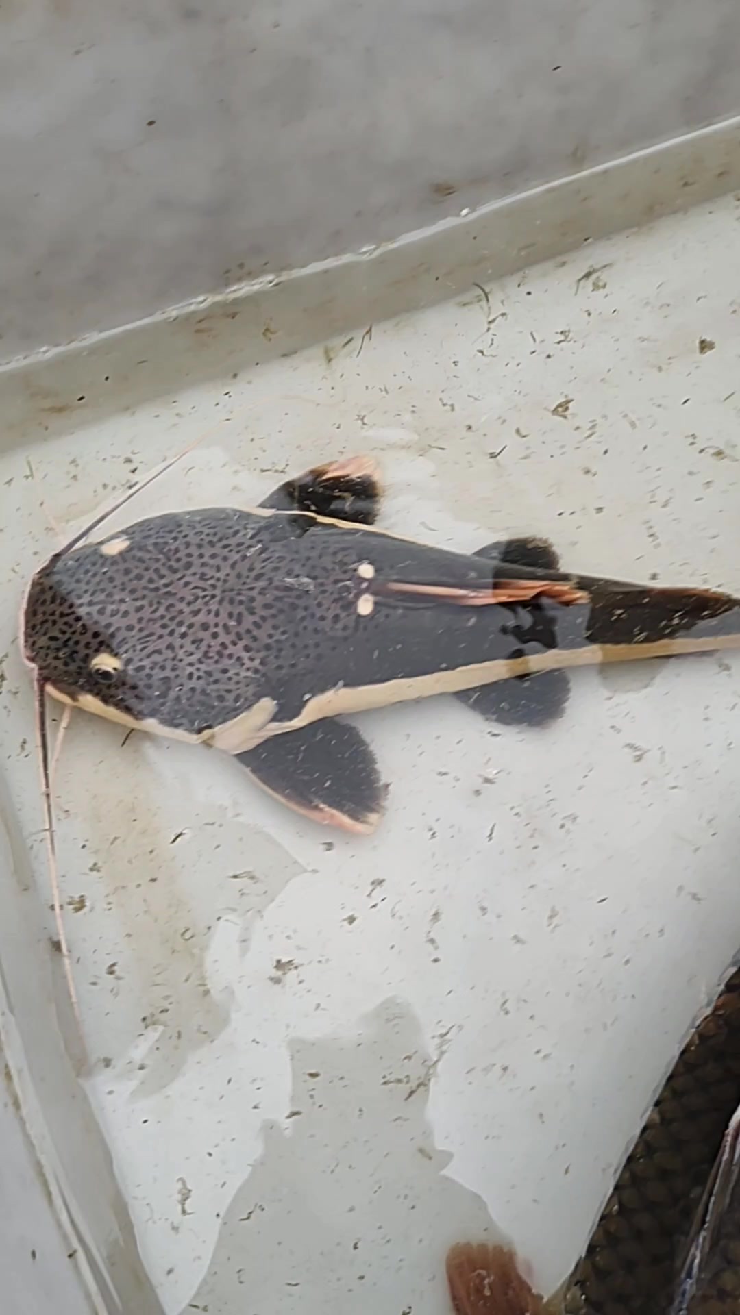 谁知道这是什么鱼