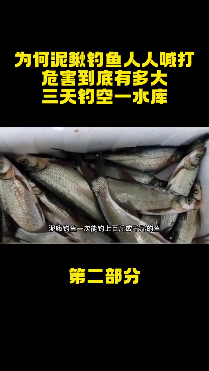 为何“泥鳅钓鱼”人人喊打,危害到底有多大?三天钓空一水库?泥鳅钓鱼 垂钓 户外