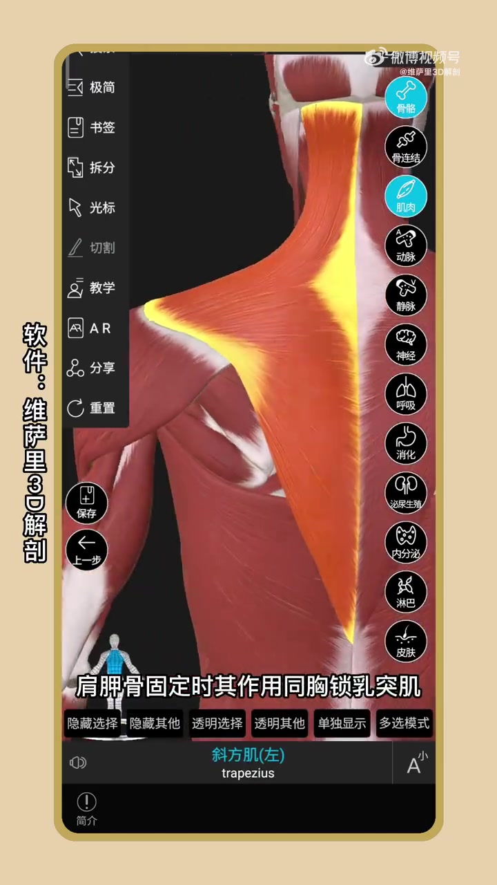 解剖学的知识归纳汇总,赶快点赞收藏啦