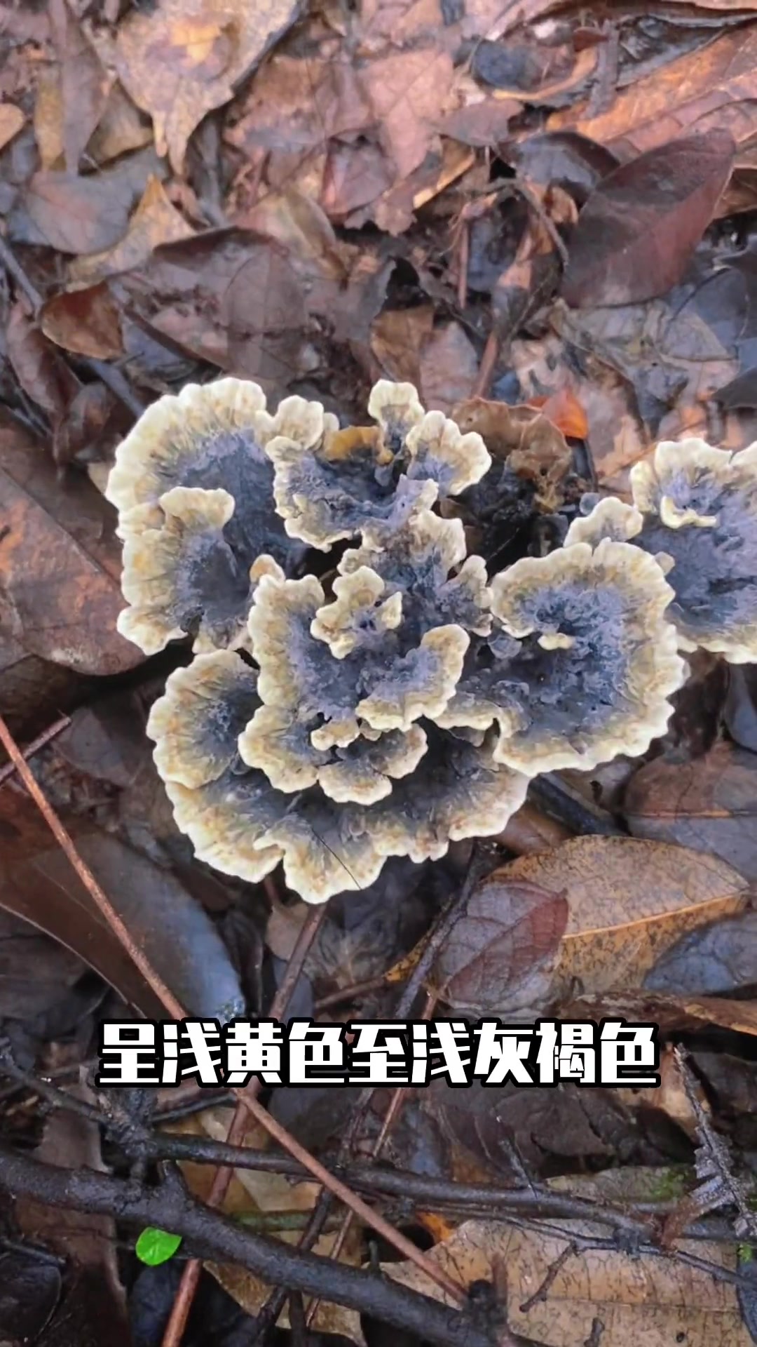 被称为假干巴菌的蘑菇:莲座糙孢革菌 萌知计划 科普 蘑菇科普 野生菌 采蘑菇