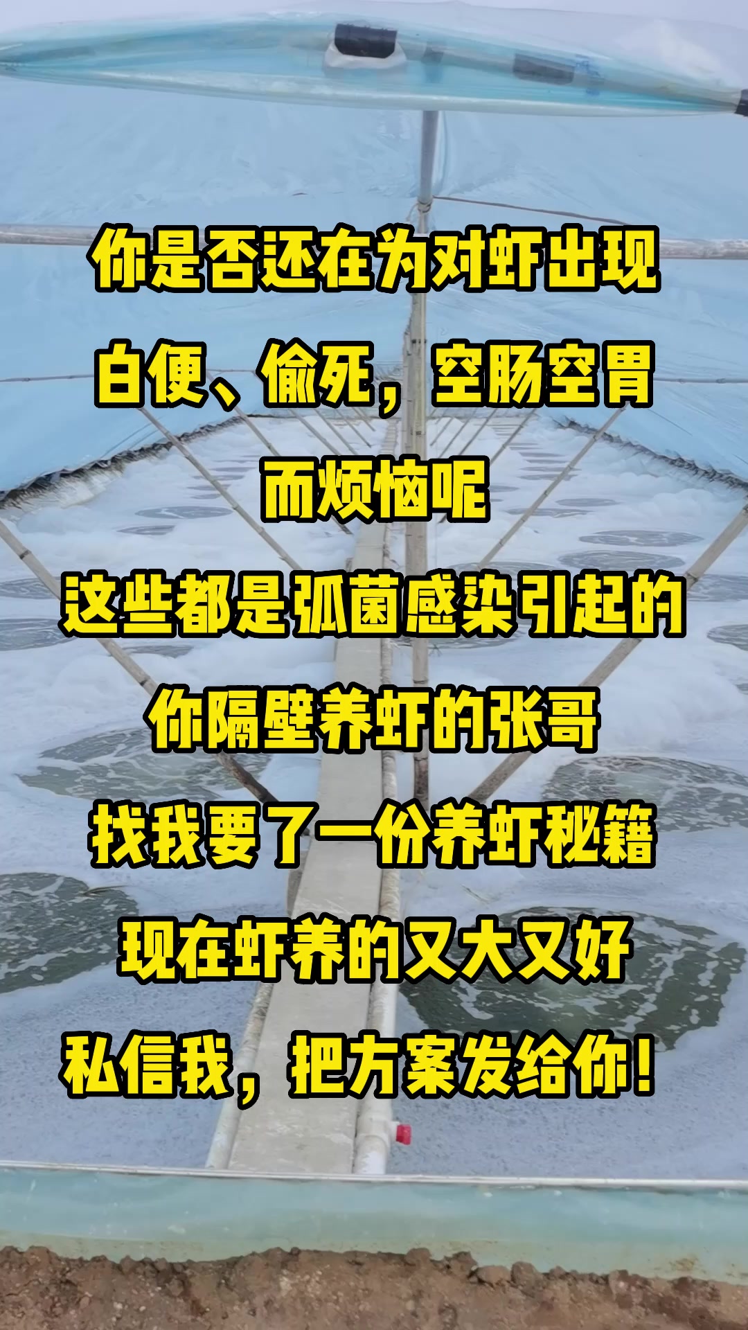 学会这个秘籍让你不在怕对虾弧菌