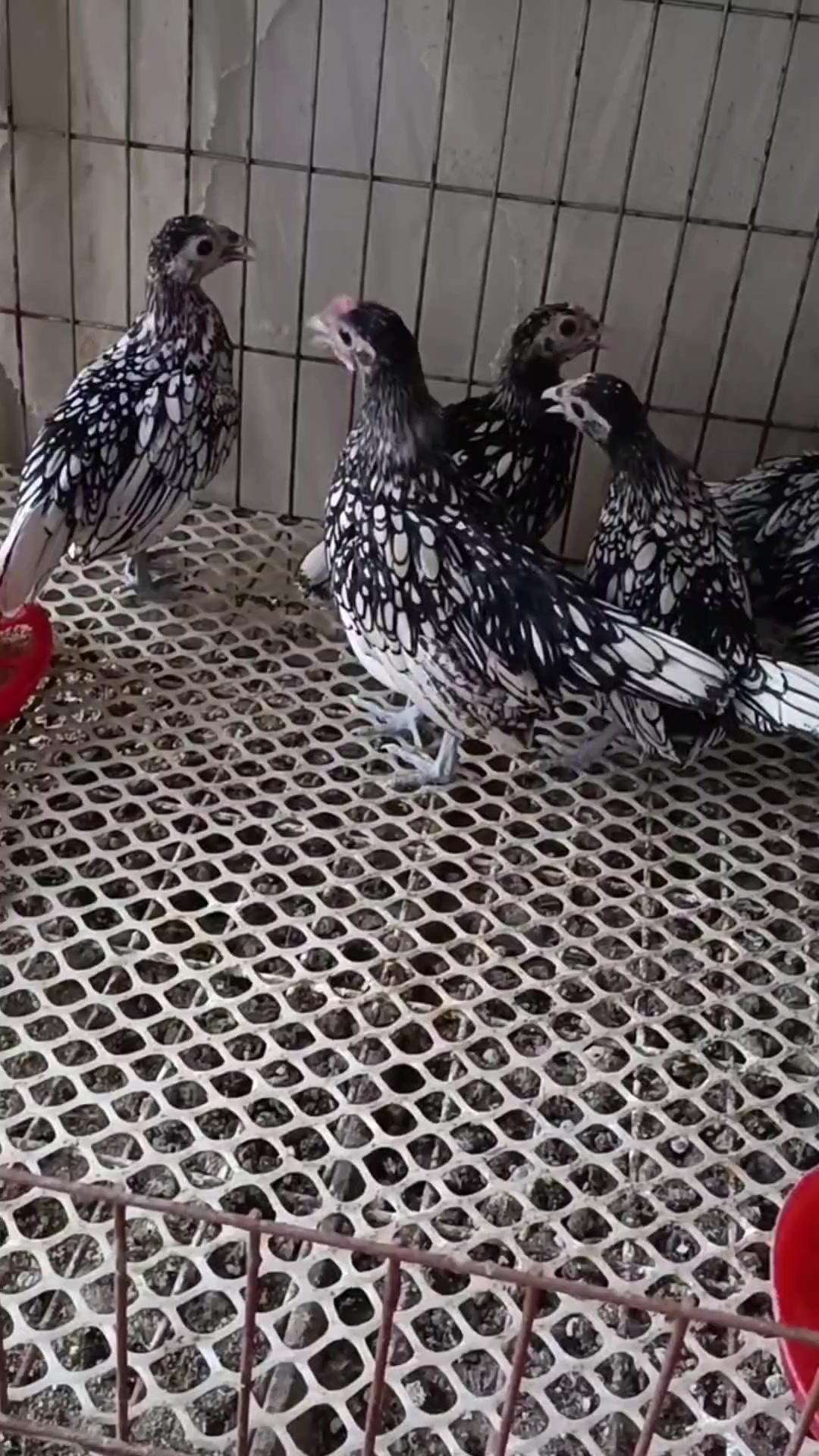 波兰鸡苗,优质鸡苗