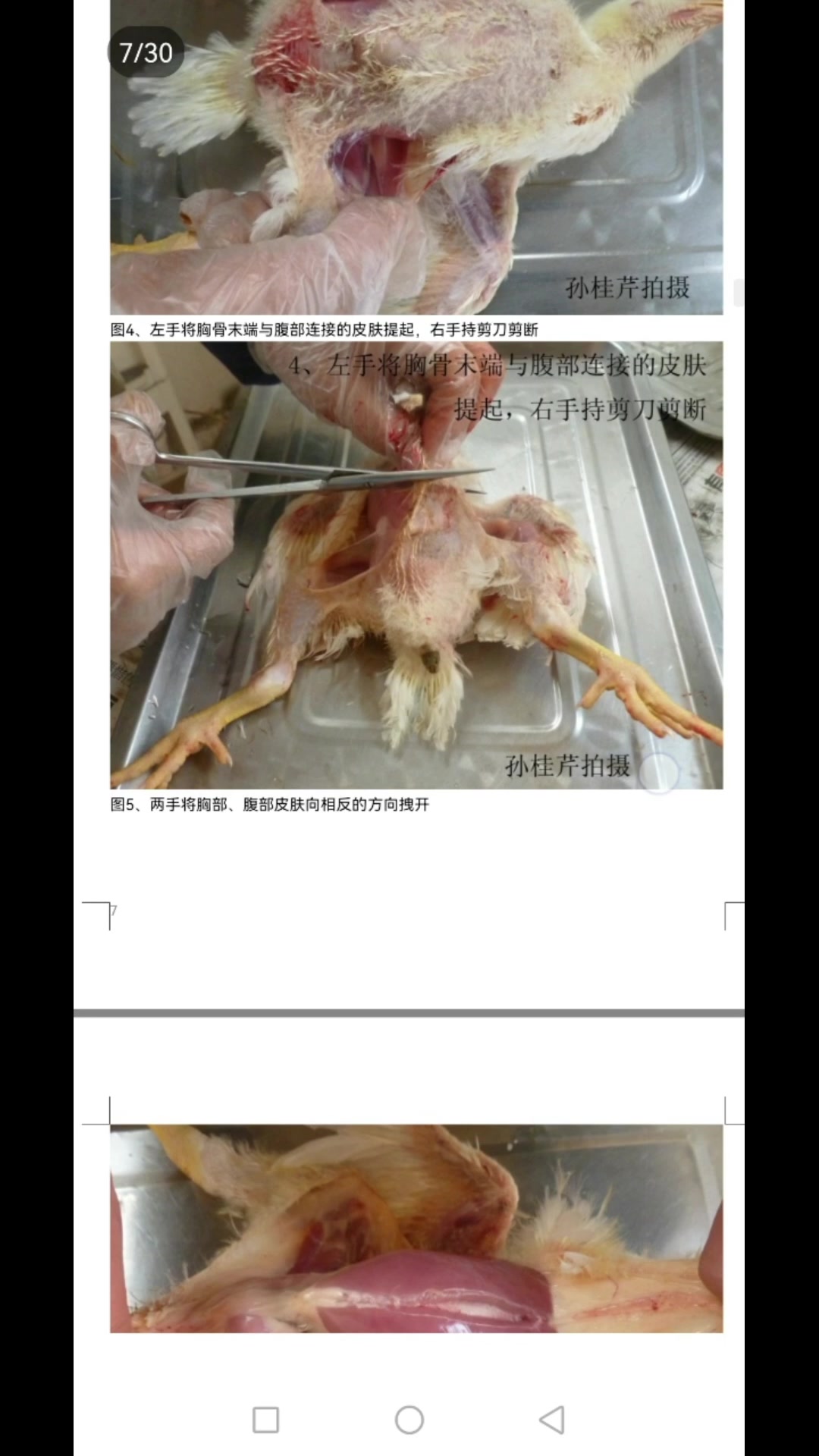 养鸡解剖流程免费送