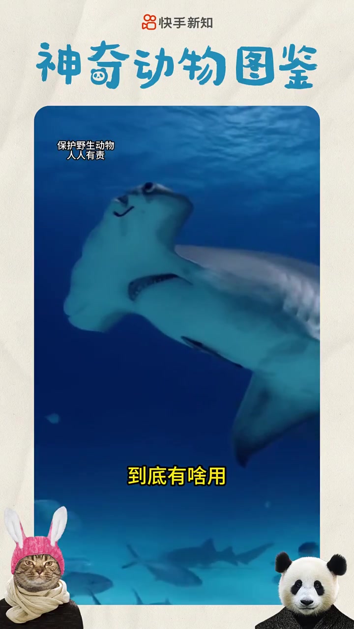 海洋中外形最怪异的鲨鱼 恐怖指数真的爆表吗?