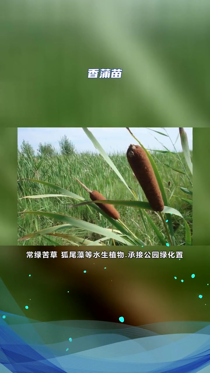 香蒲种子 香蒲苗 香蒲种子