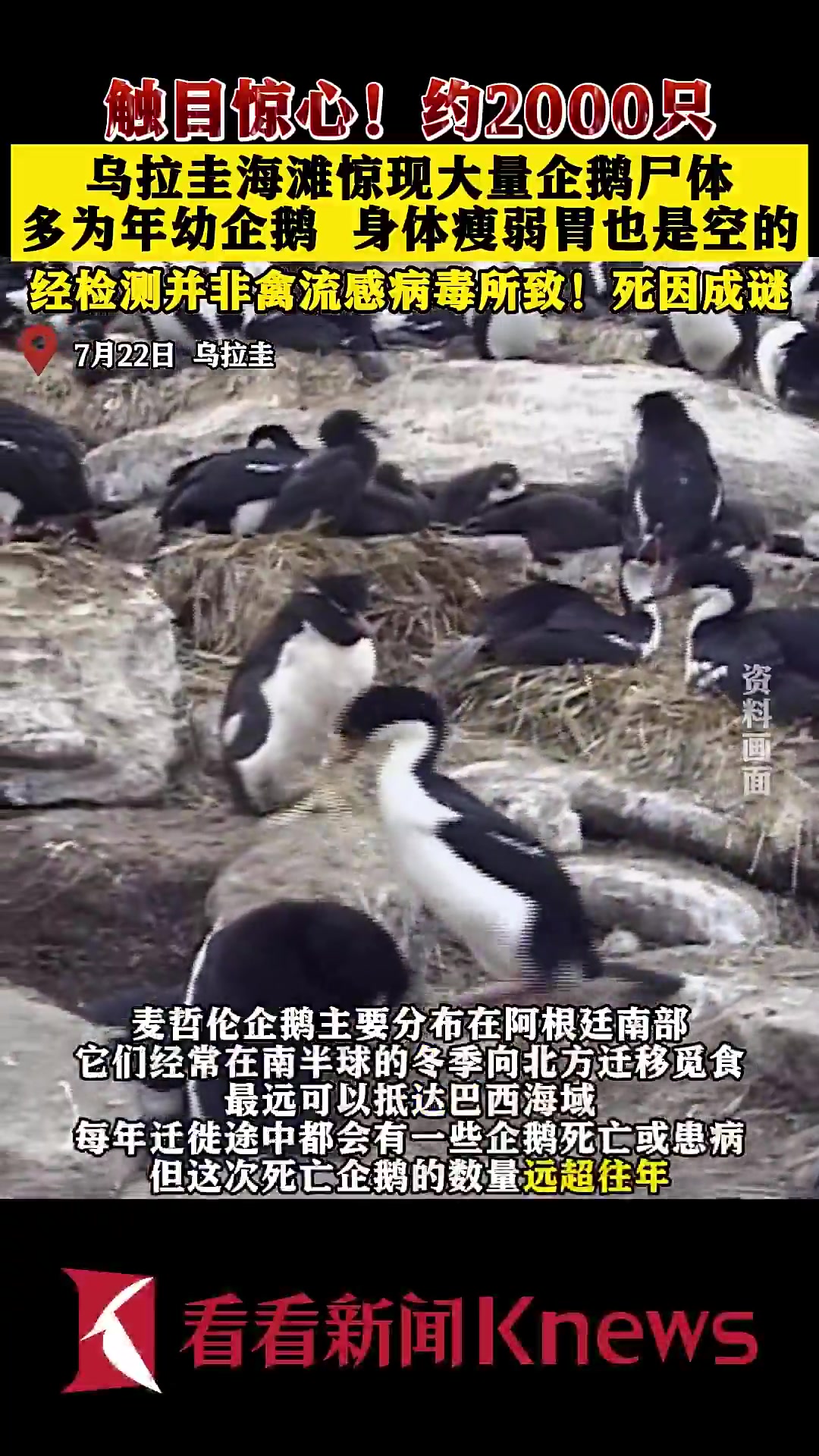 乌拉圭海岸惊现约2000只企鹅尸体!死因成迷