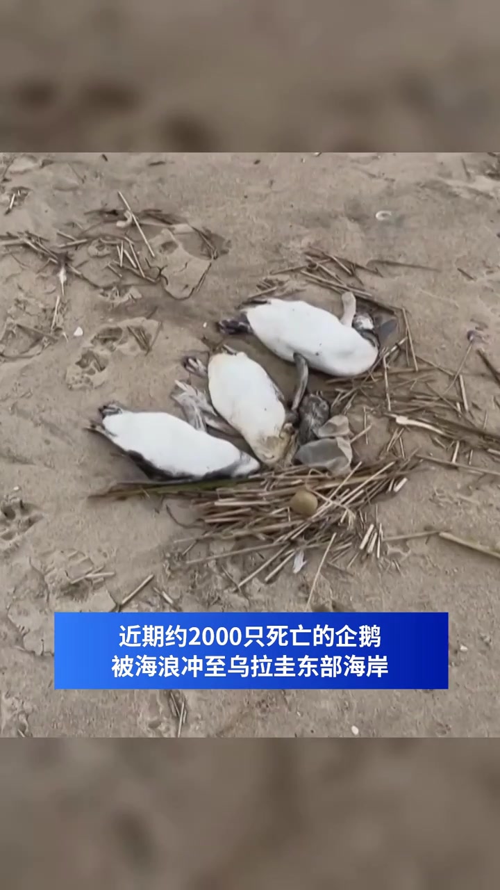 乌拉圭东部海岸出现大量死亡企鹅