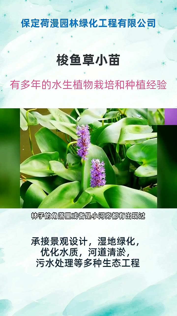 梭鱼草小苗
