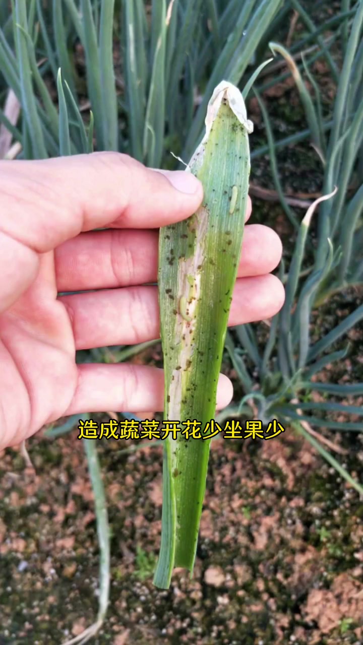 农业种植 瓜果蔬菜 种植小技巧