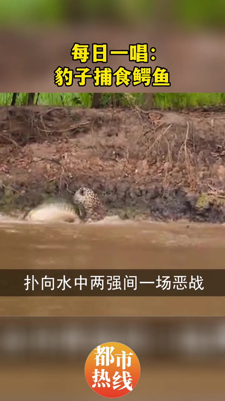 每日一唱:豹子捕食鳄鱼