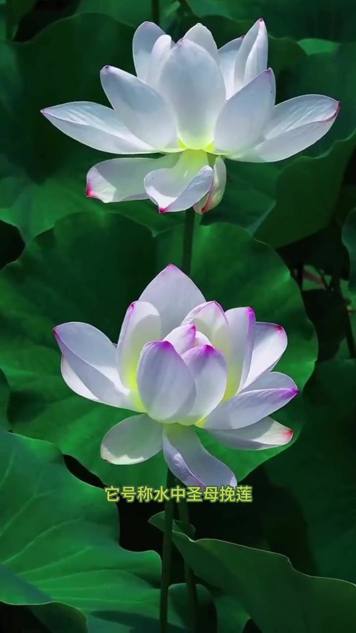 第一次养碗莲,开花惊艳到我了,还能和鱼一起养 开花非常漂亮 而且还好养 好运莲莲荷花分享给