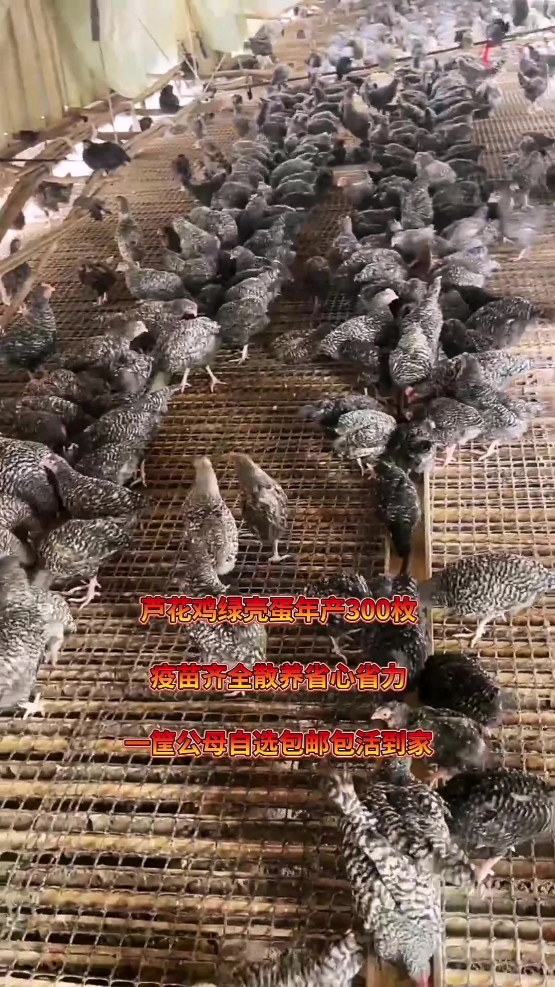 芦花鸡好饲养耐粗食适应强绿壳蛋