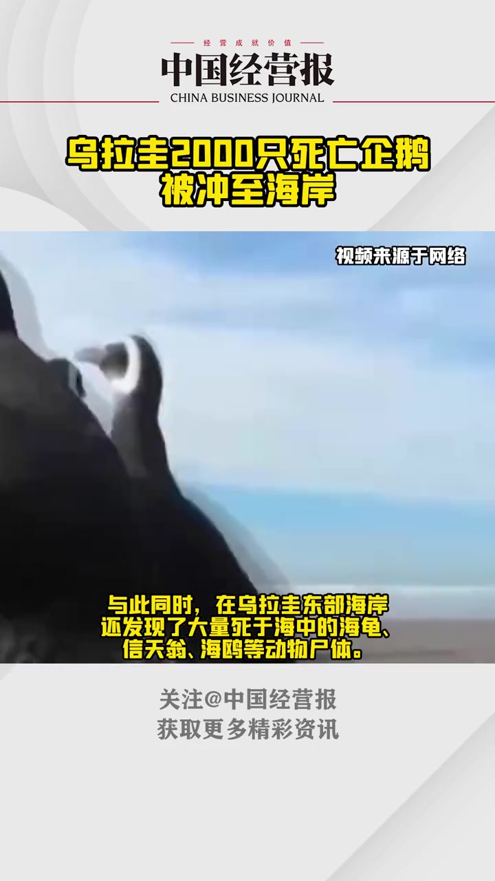 约2000只死亡企鹅被冲至海岸,乌拉圭环境部:目前尚无法确认这一事件的具体原因 乌拉圭出现