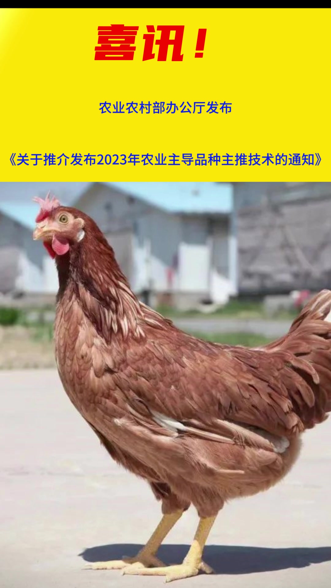 喜讯!小型蛋鸡“农大3号”被列为2023年农业主导品种!