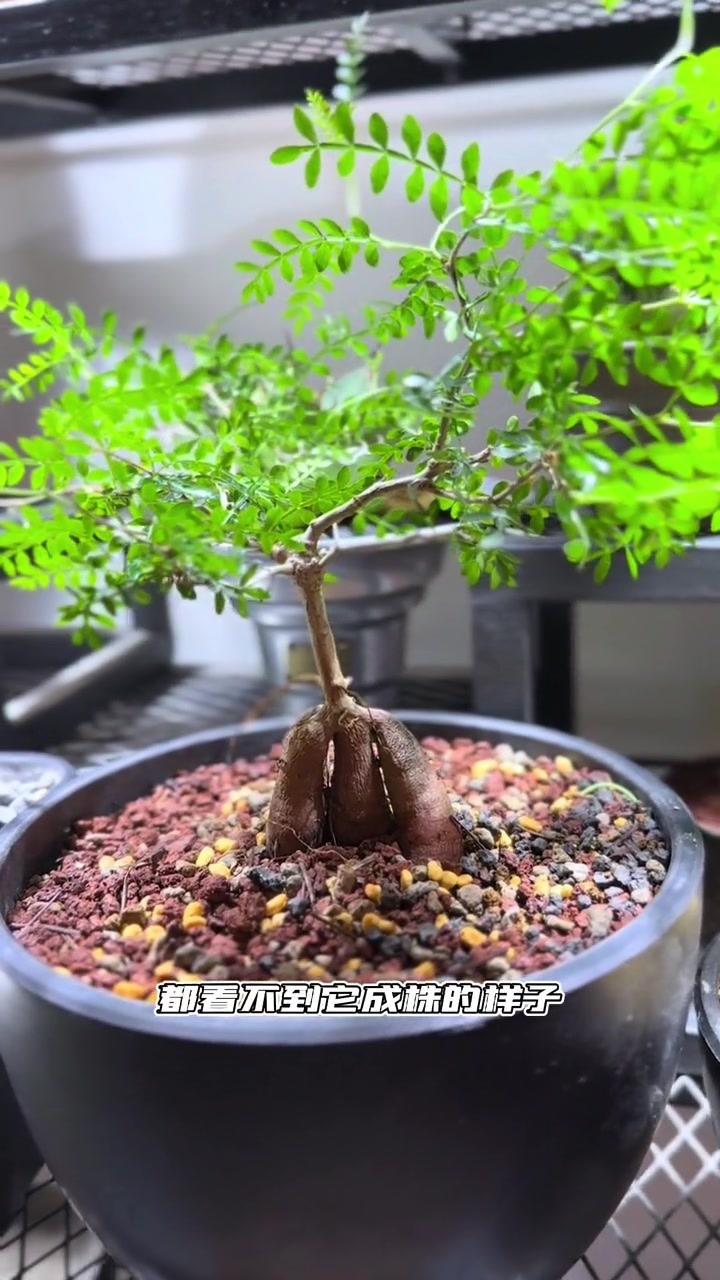 眼睛累了就看看这条视频 潮流植物 块根植物 龙舌兰 象牙宫 潮流生活