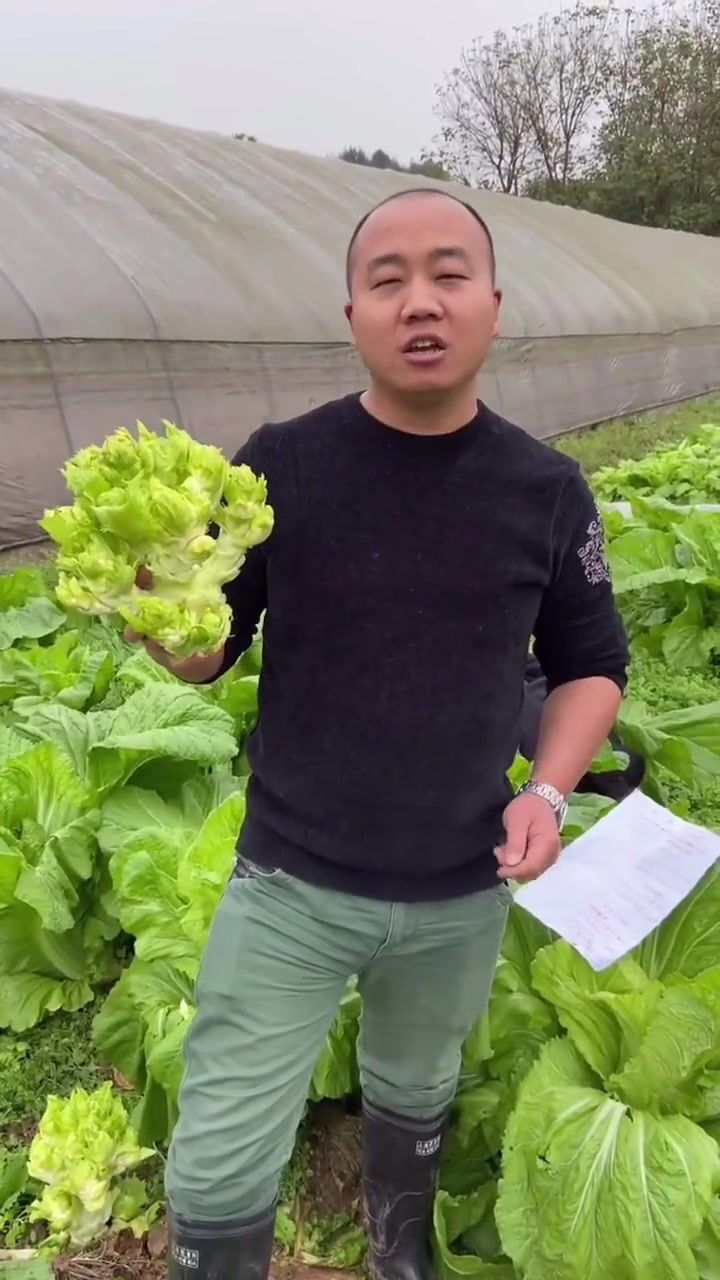 丝瓜蔬菜研究所,儿菜品种早生贵子适合这段时间种植的,早熟性 产量也是比较不错的,有喜欢的家