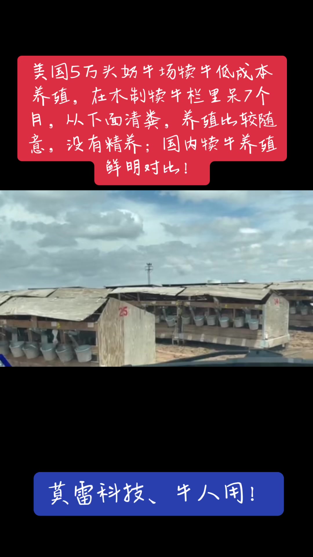 美国肉牛规模养殖场