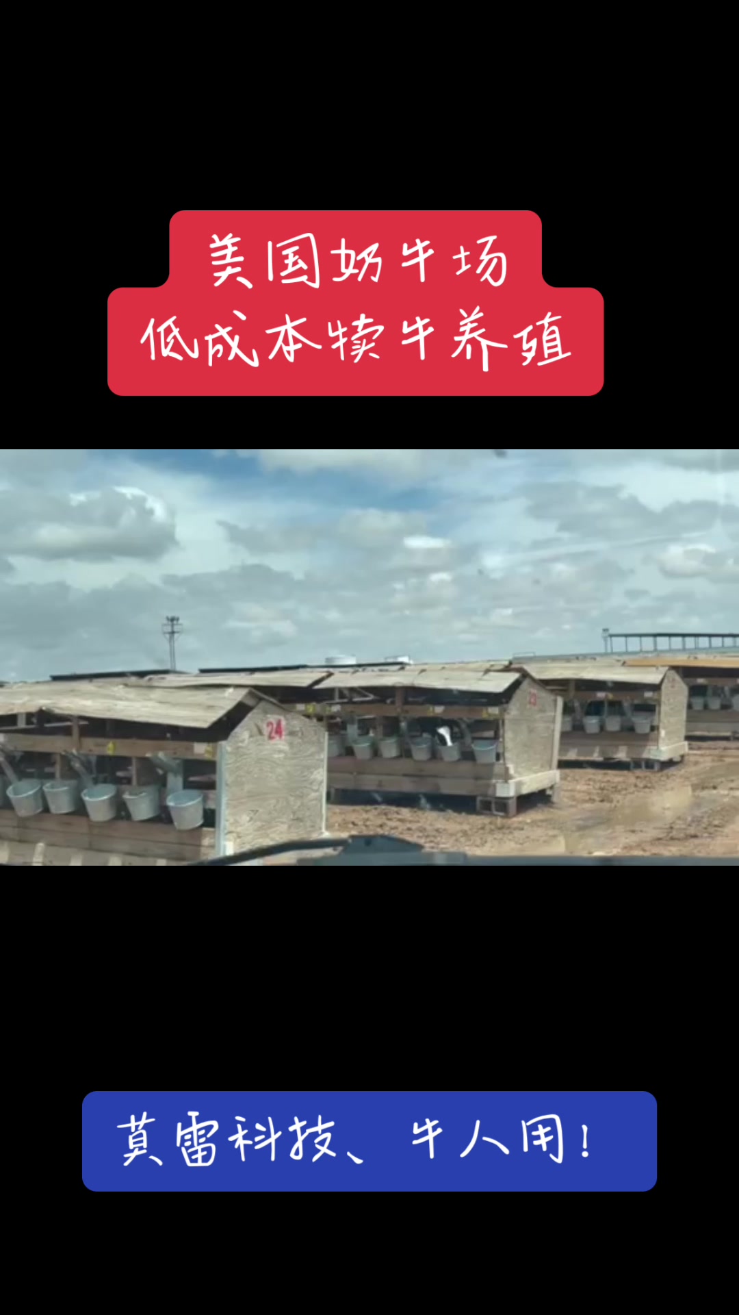 美国肉牛规模化养殖