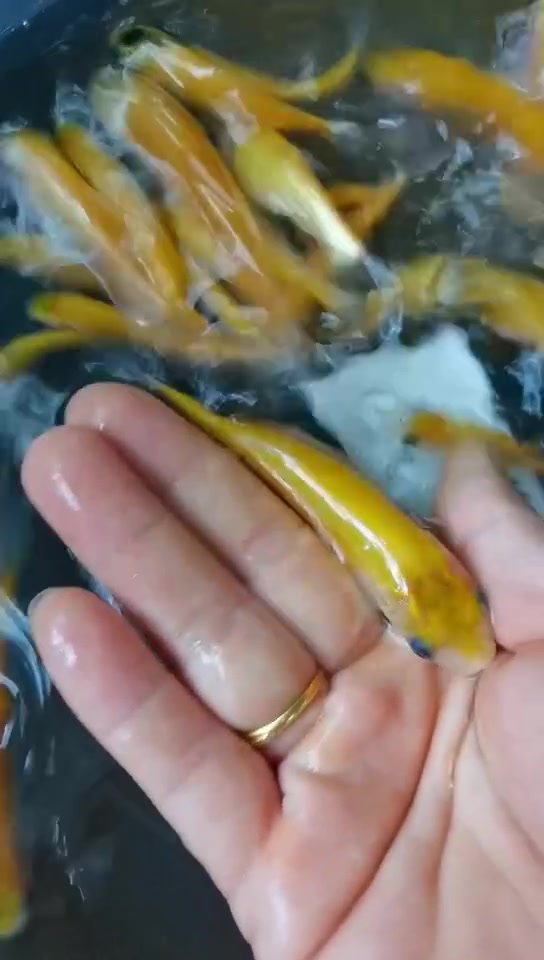俄罗斯金丝草鱼是食用鱼还是观赏鱼?