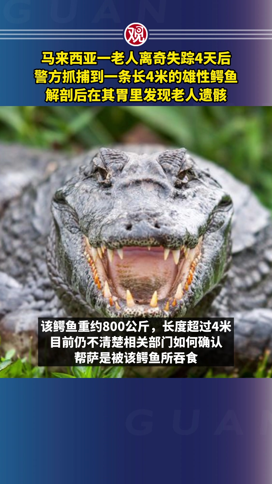 马来西亚一老人离奇失踪4天后,警方抓捕到一条鳄鱼,解剖后在其胃里发现老人遗骸