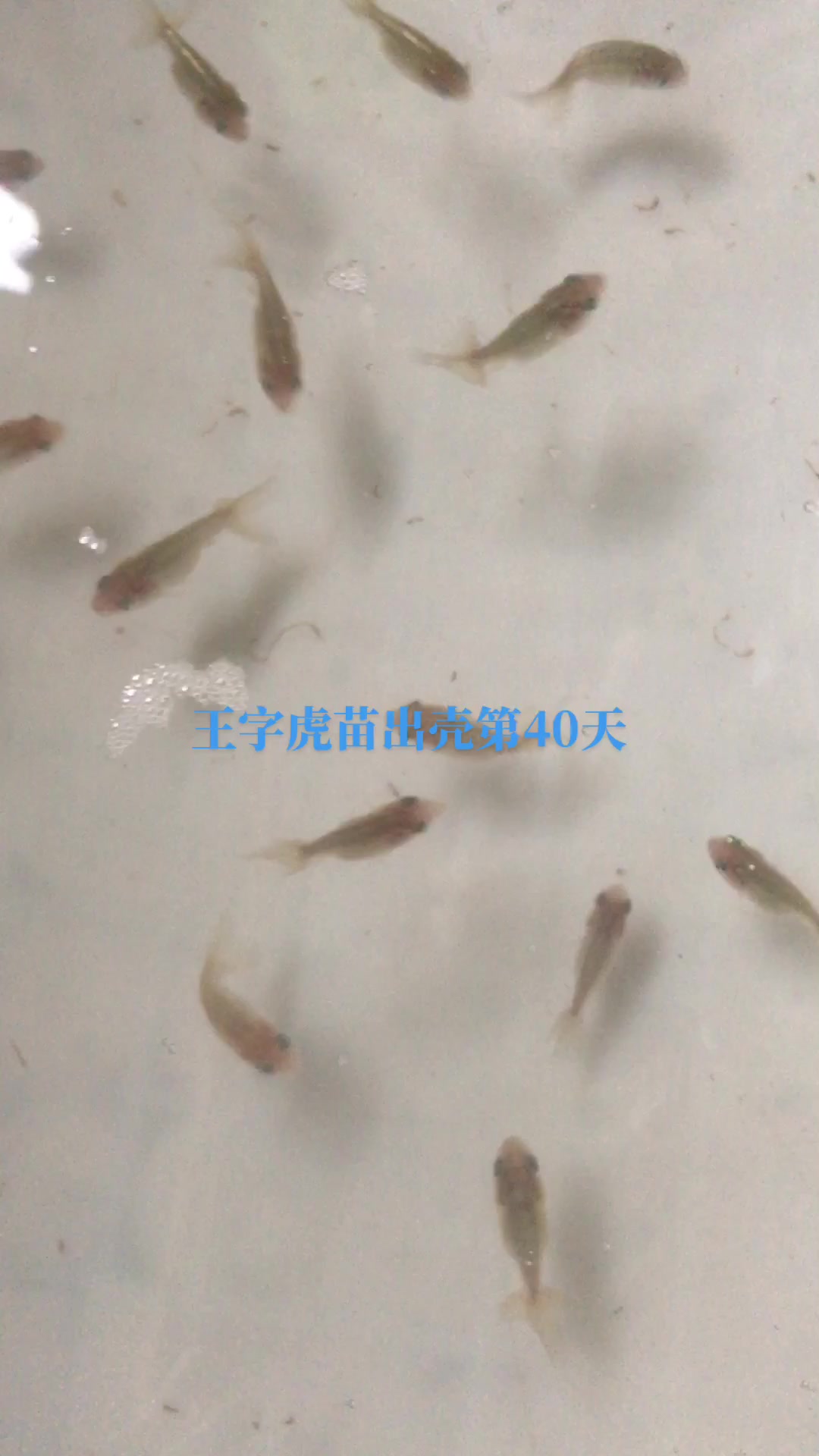 王虎鱼苗出壳第40天,差不多都5公分了,开始喂红虫加颗粒饲料