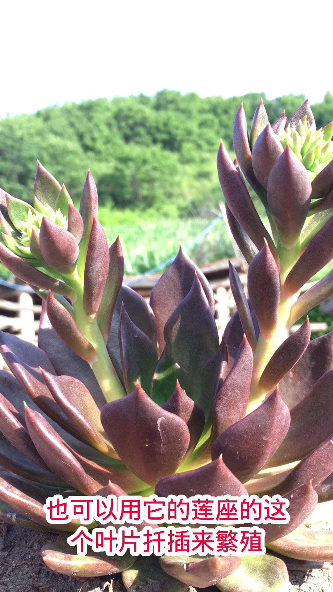开花的多肉植物-黑王子