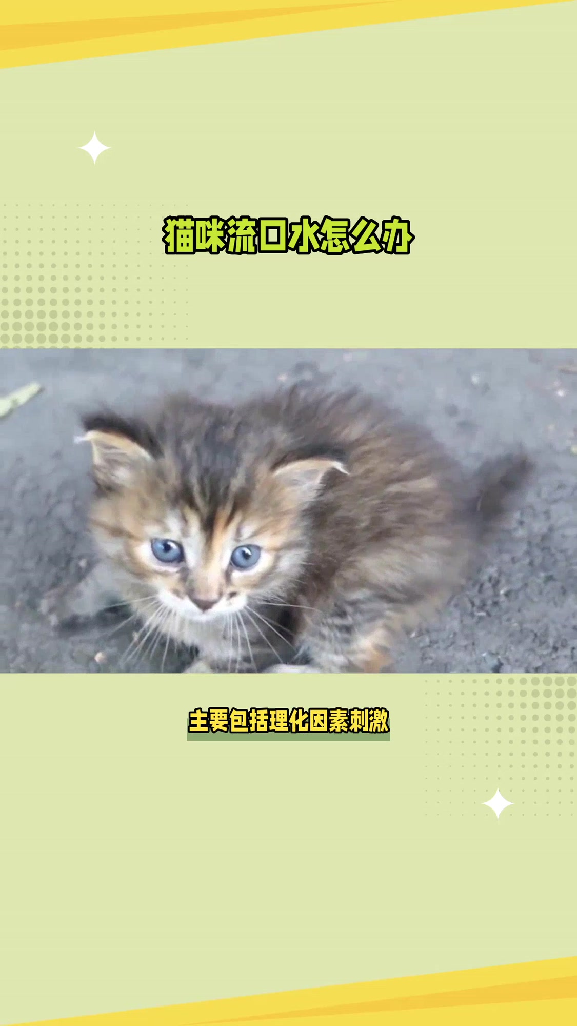 猫咪流口水怎么回事什么原因