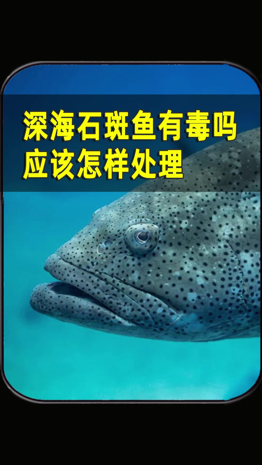 深海里有毒的石斑鱼,怎么处理才能安全食用?