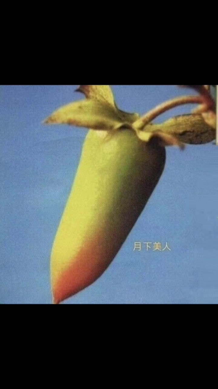 老鸦柿金弹子品种盆景