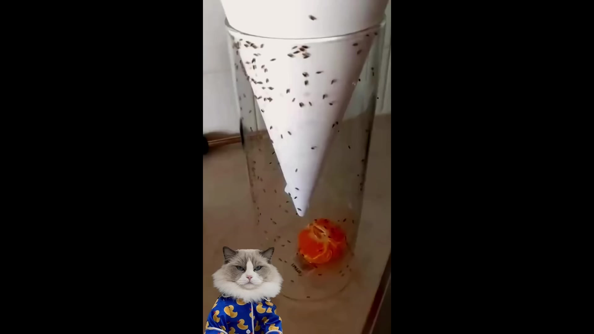 猫做食物2023《小泡芙》