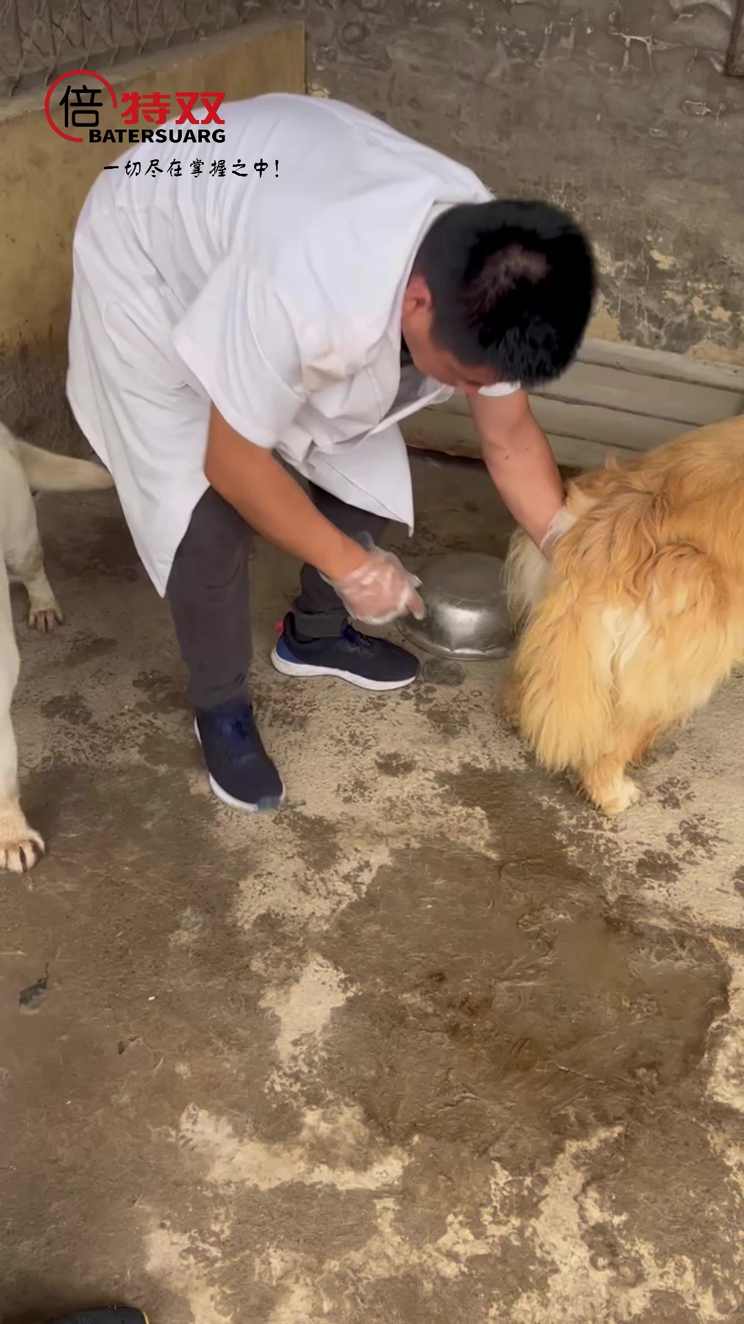 公犬采精后要注意生理卫生,可使用北京倍特双公犬喷剂