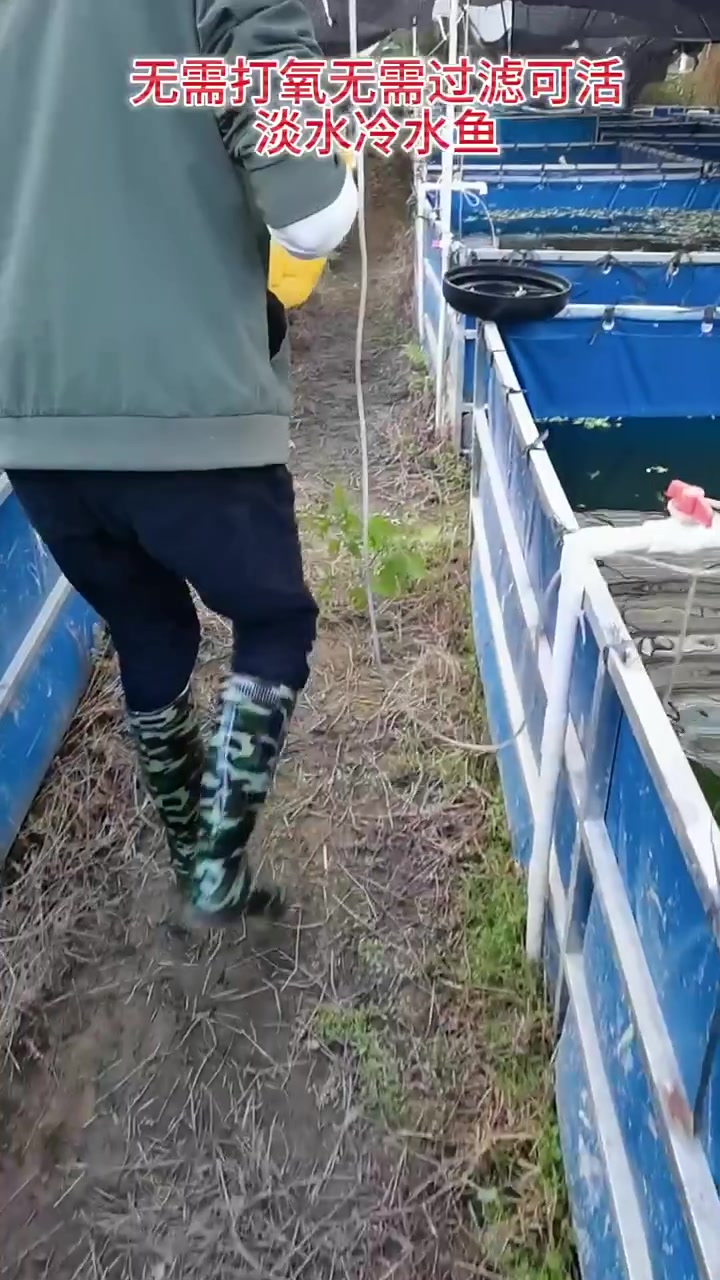 火焰红,不用打氧气