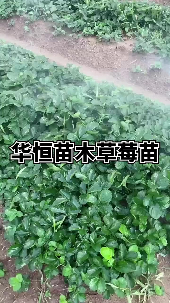 法兰地草莓苗价格甜查理草莓苗批发隋珠草莓苗多少钱一棵