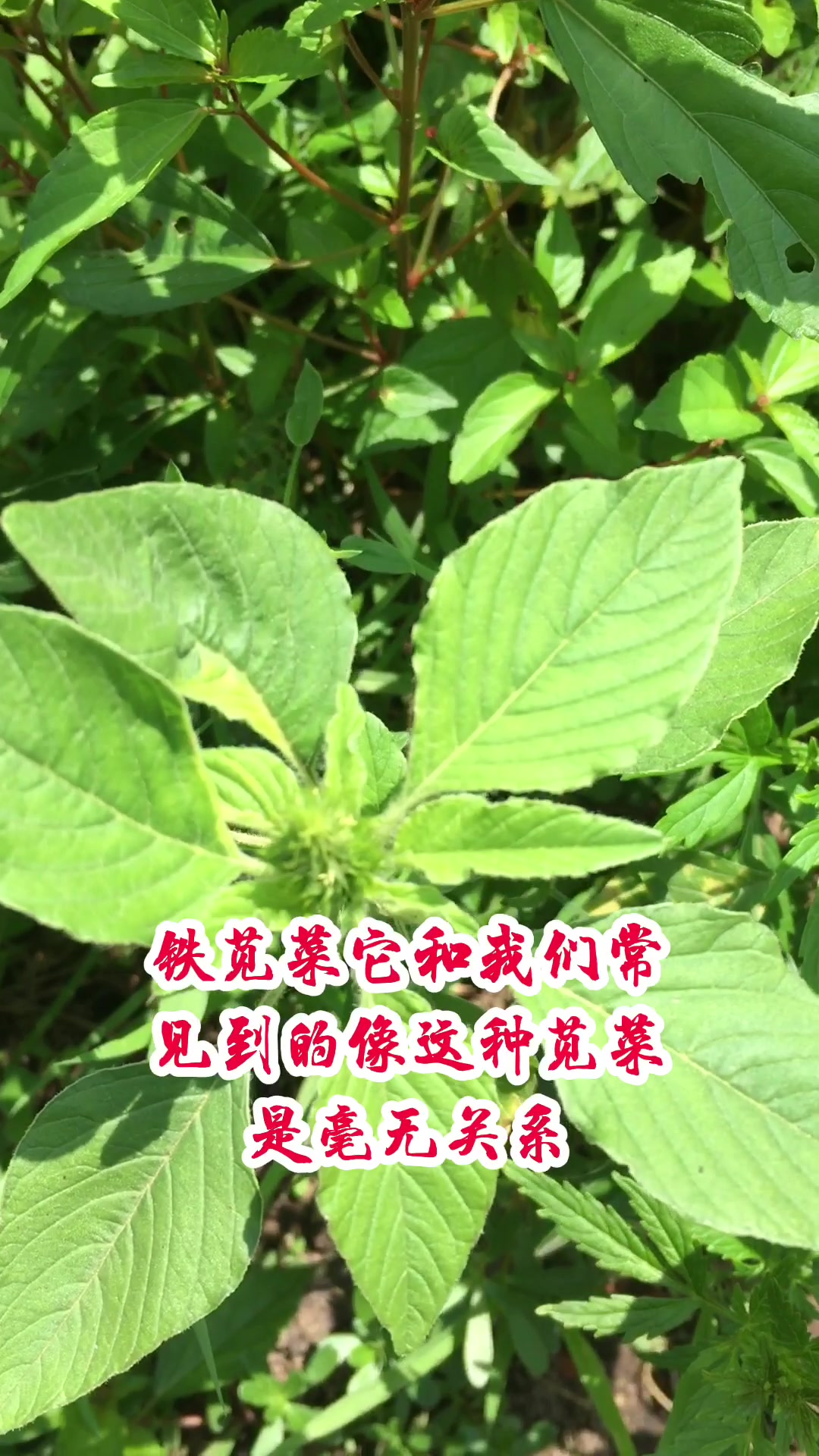 大戟科的美味野菜-铁苋菜