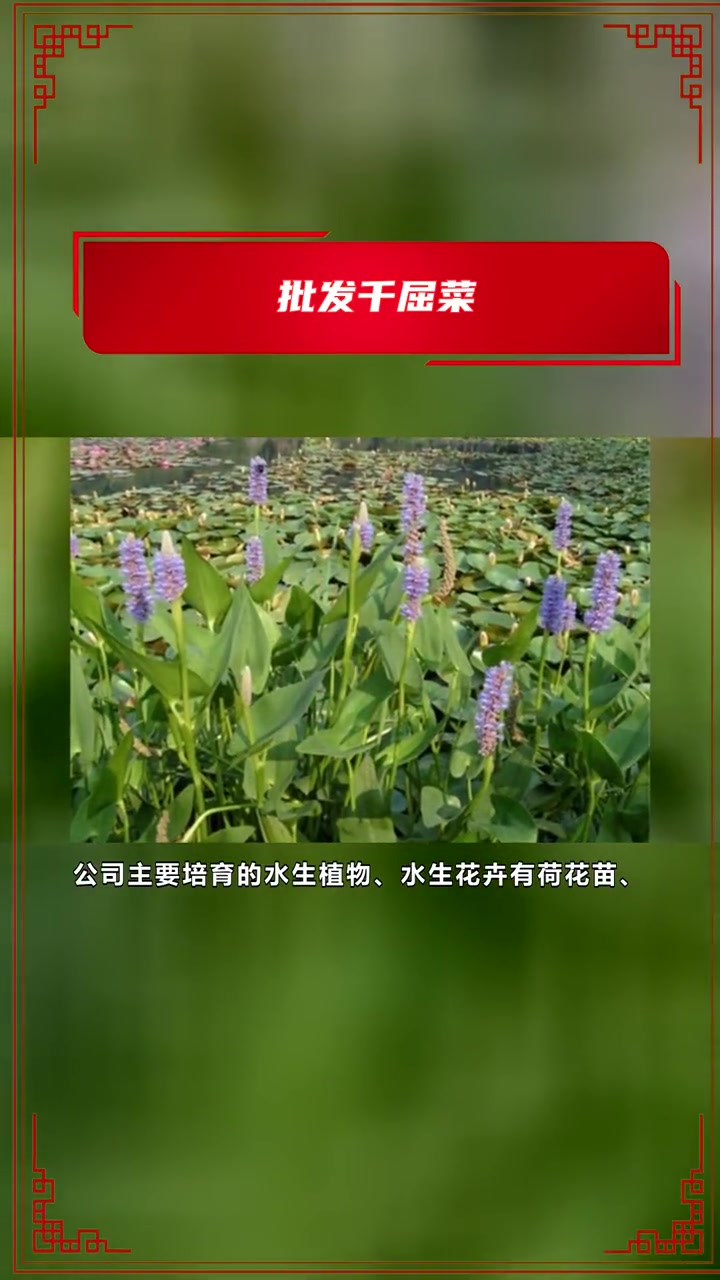批发千屈菜 批发千屈菜